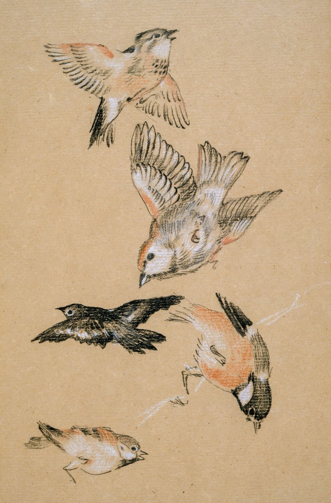 Étude d'oiseaux à la sanguine, conservée en réserve
